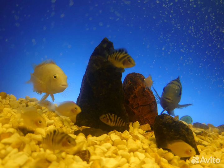 Аквариум 100литров с Рыбками Цихлидами и Декором