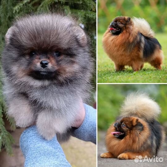 Померанский шпиц мини