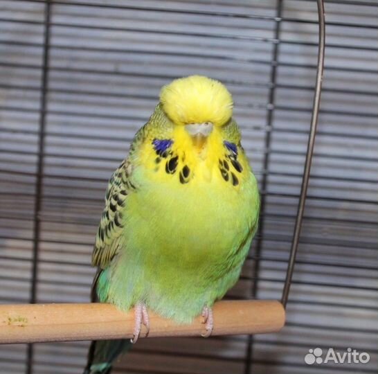 Волнистый попугай, ввп чехи