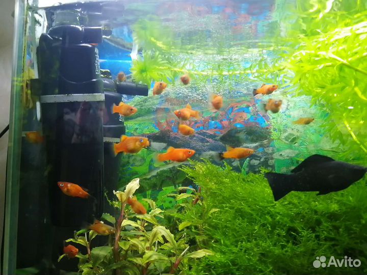 Аквариумные рыбки