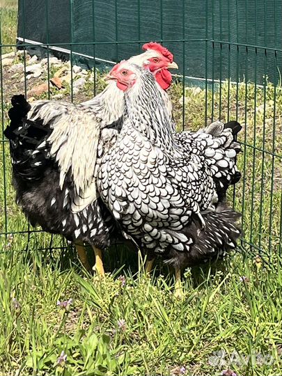 Цыплята Джерсы, Виандот,Брама,Кохи карликовые