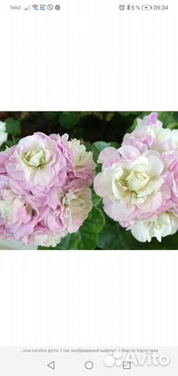 Пеларгония герань сортовая