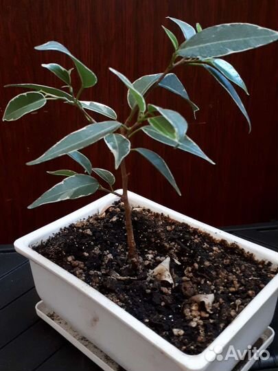 Фикус бенджамина