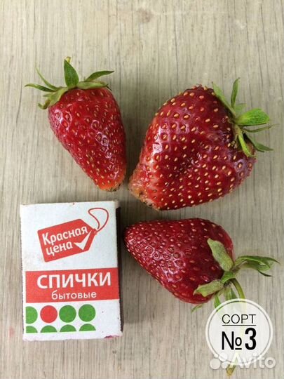 Саженцы клубники