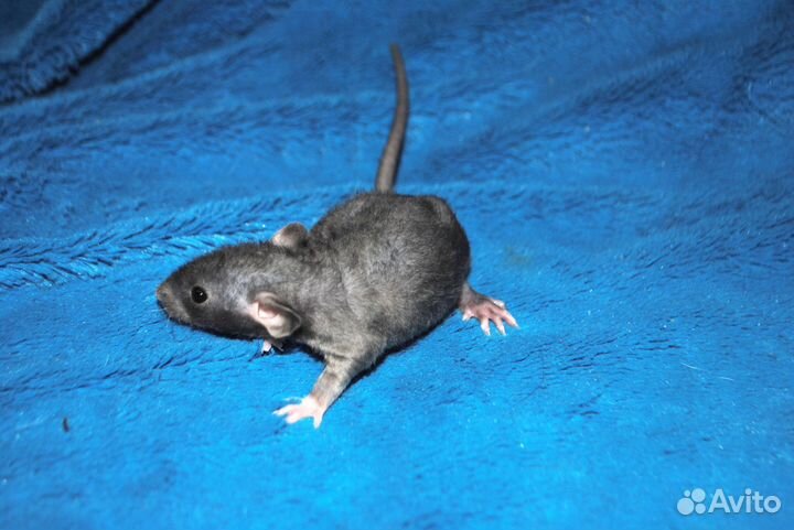 Крысята сфинкс-Дамбо