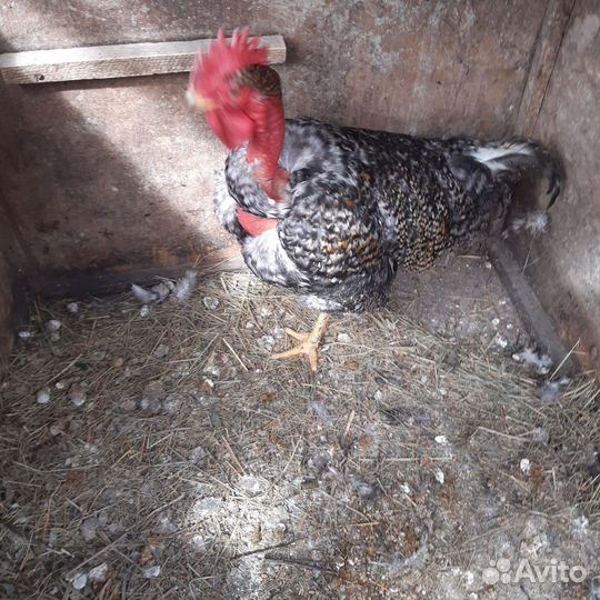 Петух породы голошей, селезень и утята индоутки и