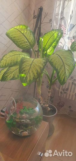 Диффенбахия