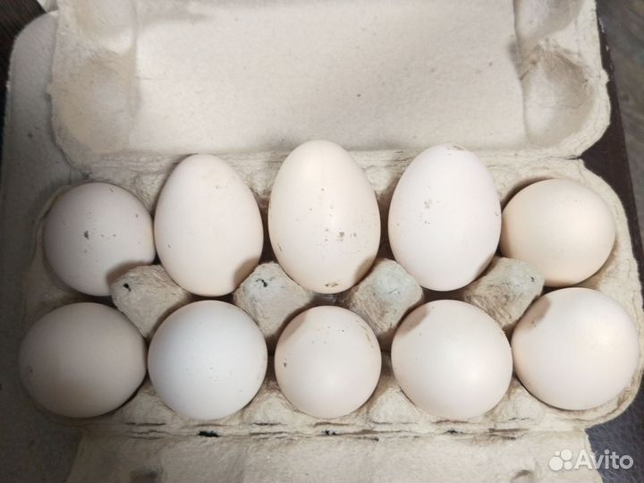 Домашние куриное яйцо
