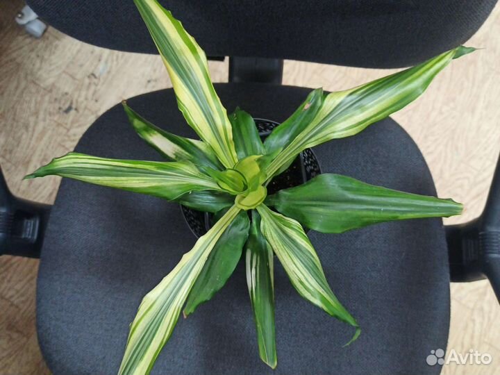 Юкка, Драцена