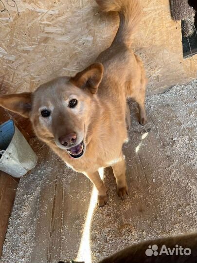 Очаровательная девочка томится в клетке приюта