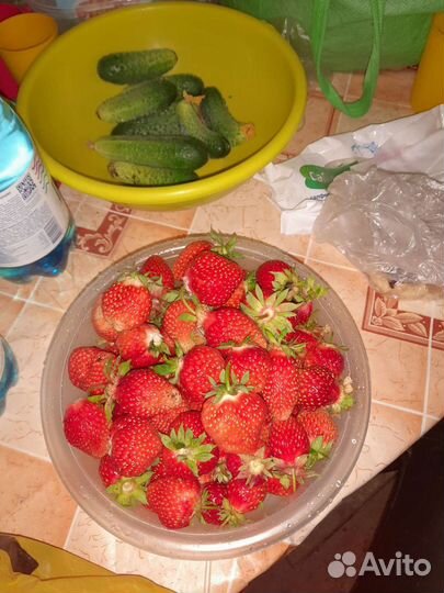 Саженцы клубники