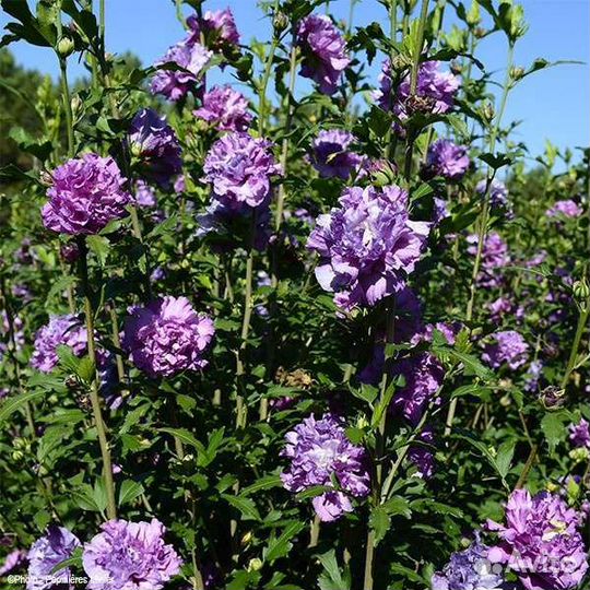 Гибискус махровый