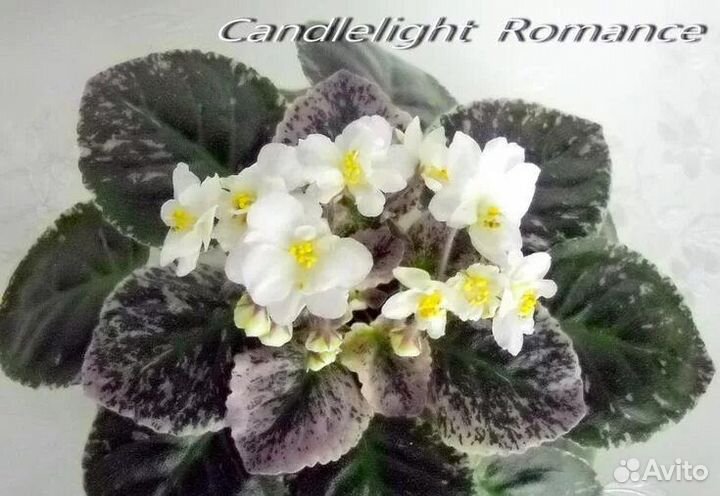 Сортовые фиалки