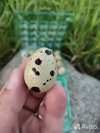 Яйца перепелиные