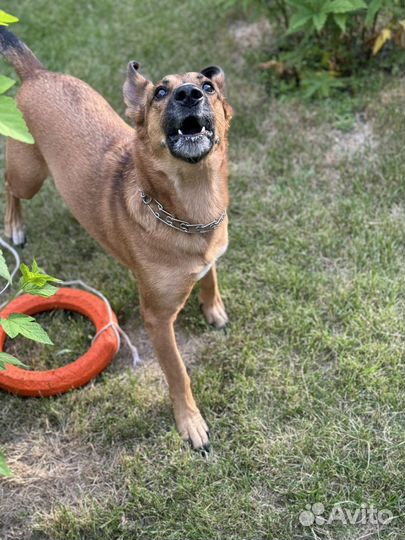 Ник ищет дом