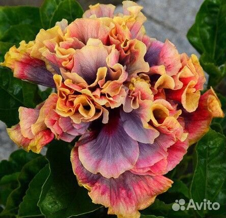 Сортовые гибискусы 2