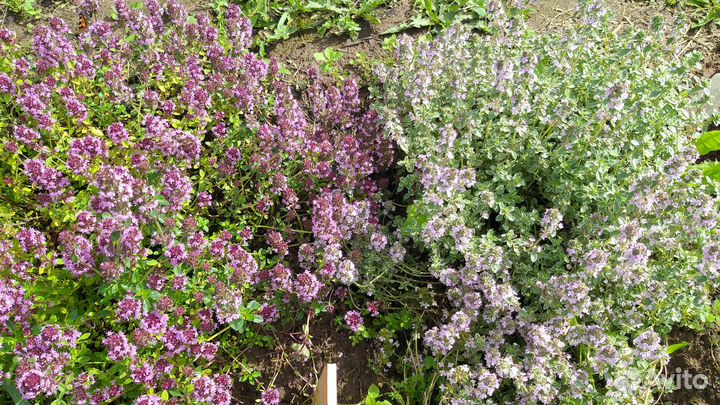 Чабрец-тимьян