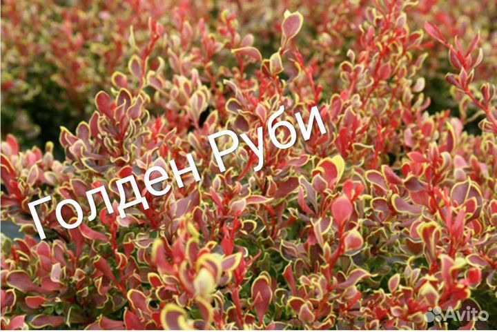 Барбарис. Пузыреплодник