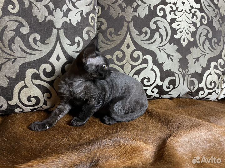 Девон-рекс Черная Алмазная