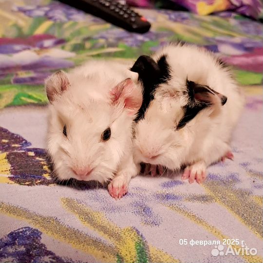 Морские свинки