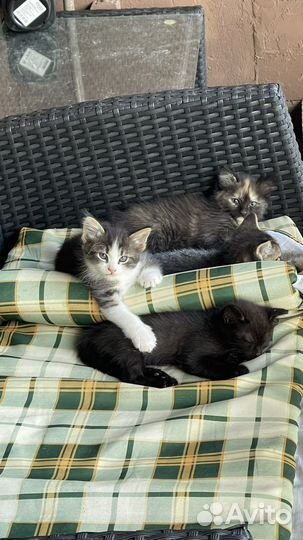 Котята в добрые руки