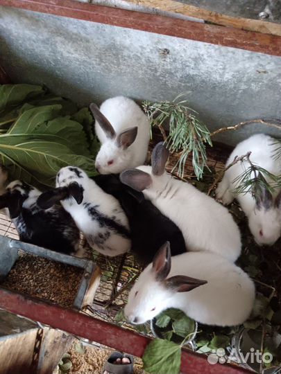 Продам кроликов