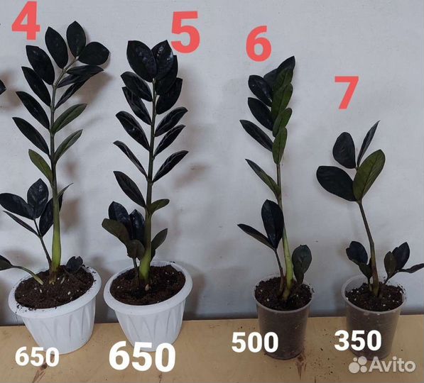 Замиакулькас чёрный Равен, Зензи