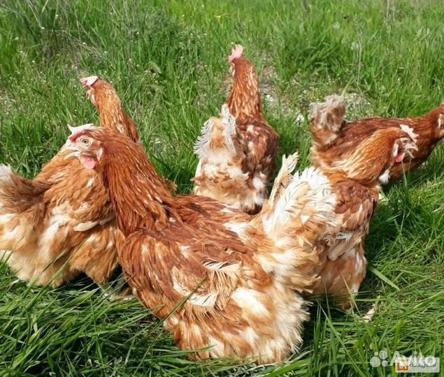 Курочка+несушка