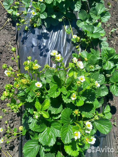 Рассада клубники зарубежных сортов