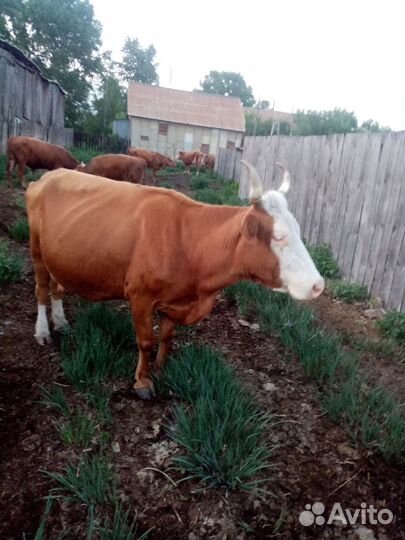 Корова стельная