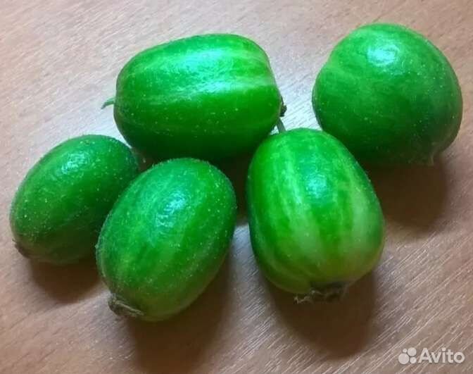 Огурчики Чупа Чупс семена