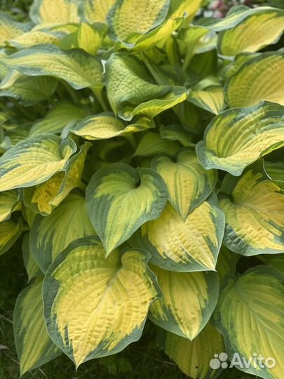 Хоста Orange Marmalade