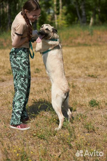 Собака в ожидании любящей семьи томится в приюте