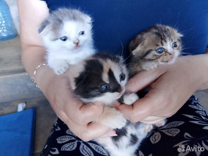 Отдам котяток