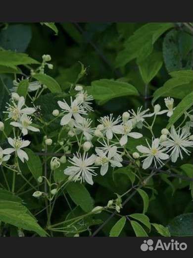 Клематис винограднолистный