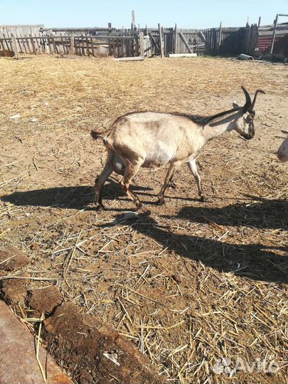 Козы доиные