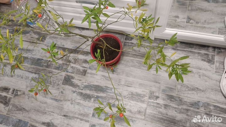 Ангинник (паслен перечный)