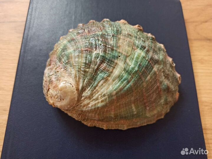 Морская раковина