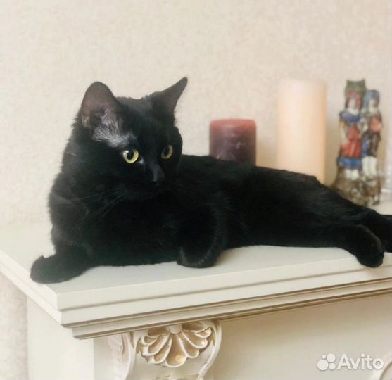 Маркиз в дар