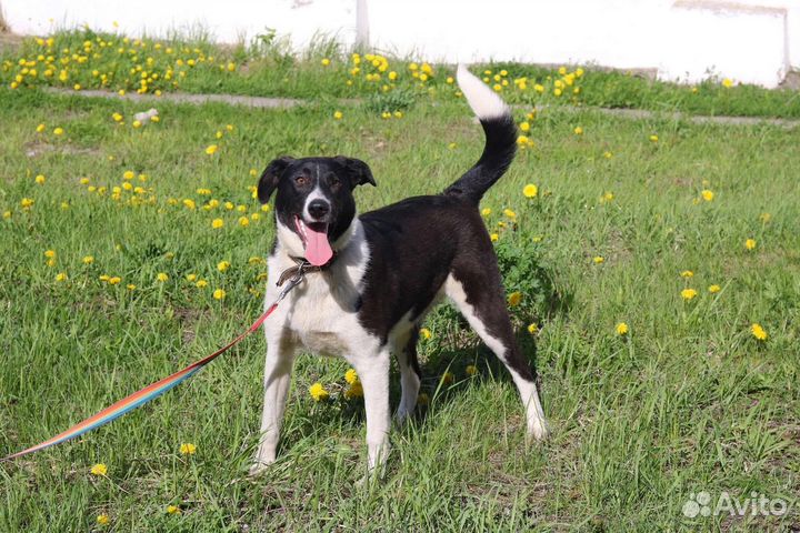 Яркая Айла стерилизована