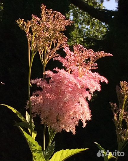 Растения для дачи