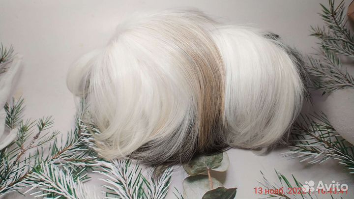 Перуанские морские свинки