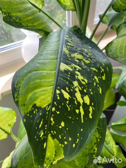 Диффенбахия