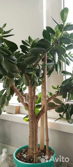 Толстянка, денежное дерево