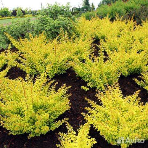 Голден горизонт