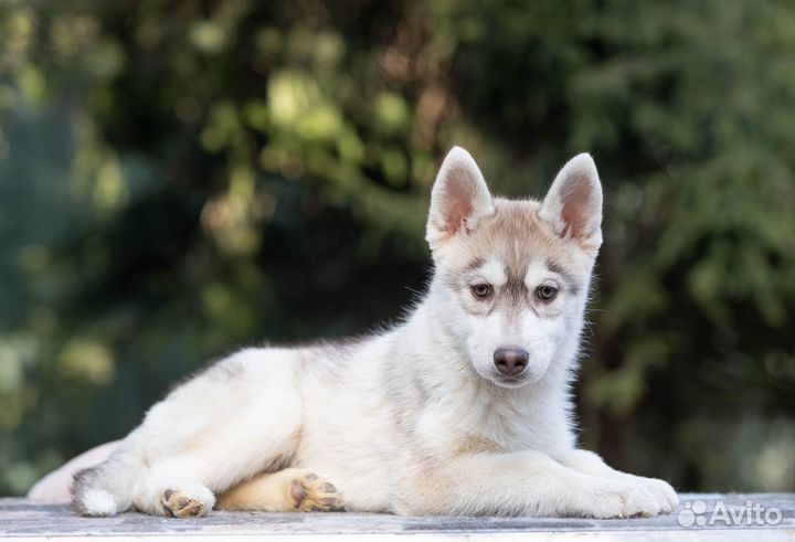 Породные щенки Сибирский хаски