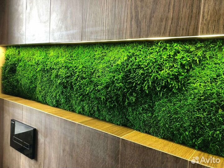 Фитокартина фитостена панно из мха озеленение