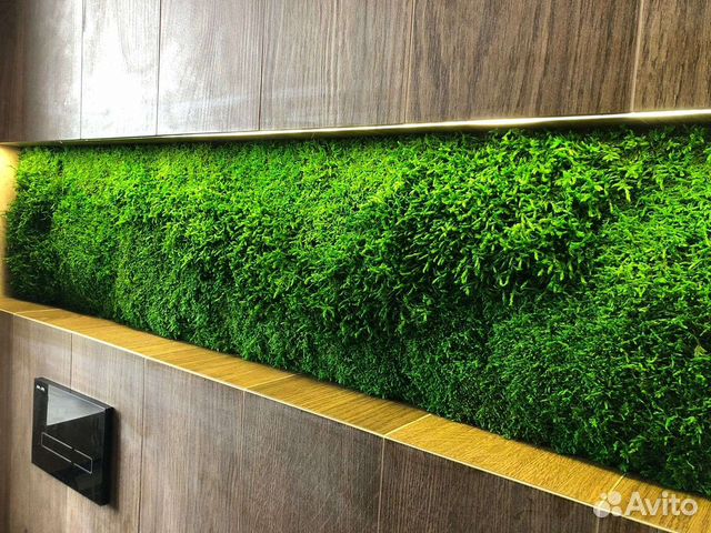Фитокартина фитостена панно из мха озеленение