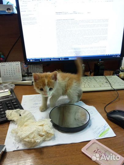 Кошки в добрые руки бесплатно