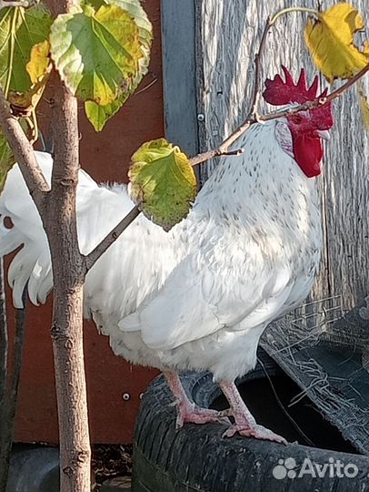 Петух Пушкинский 1.9 года